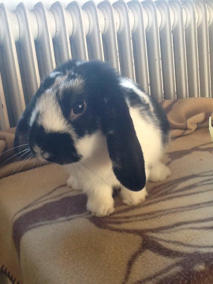 Kanin Dværgkanin Sweety [Min Bamse] billede 3