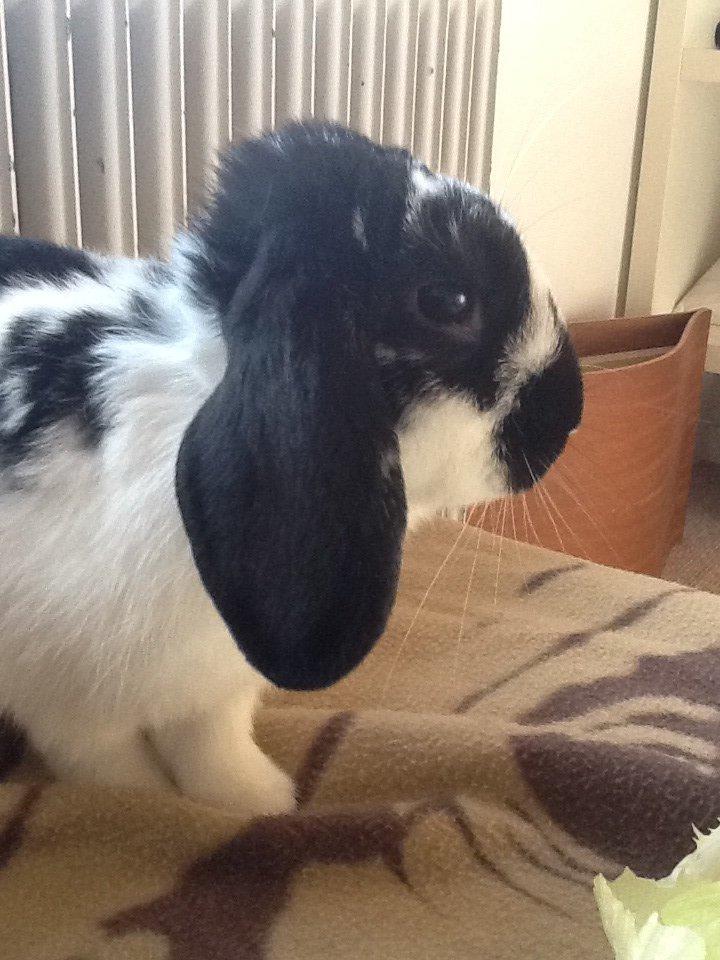 Kanin Dværgkanin Sweety [Min Bamse] billede 4