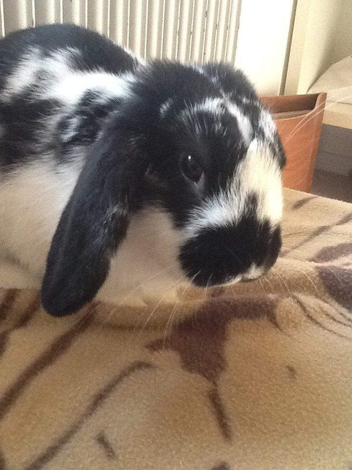 Kanin Dværgkanin Sweety [Min Bamse] billede 5