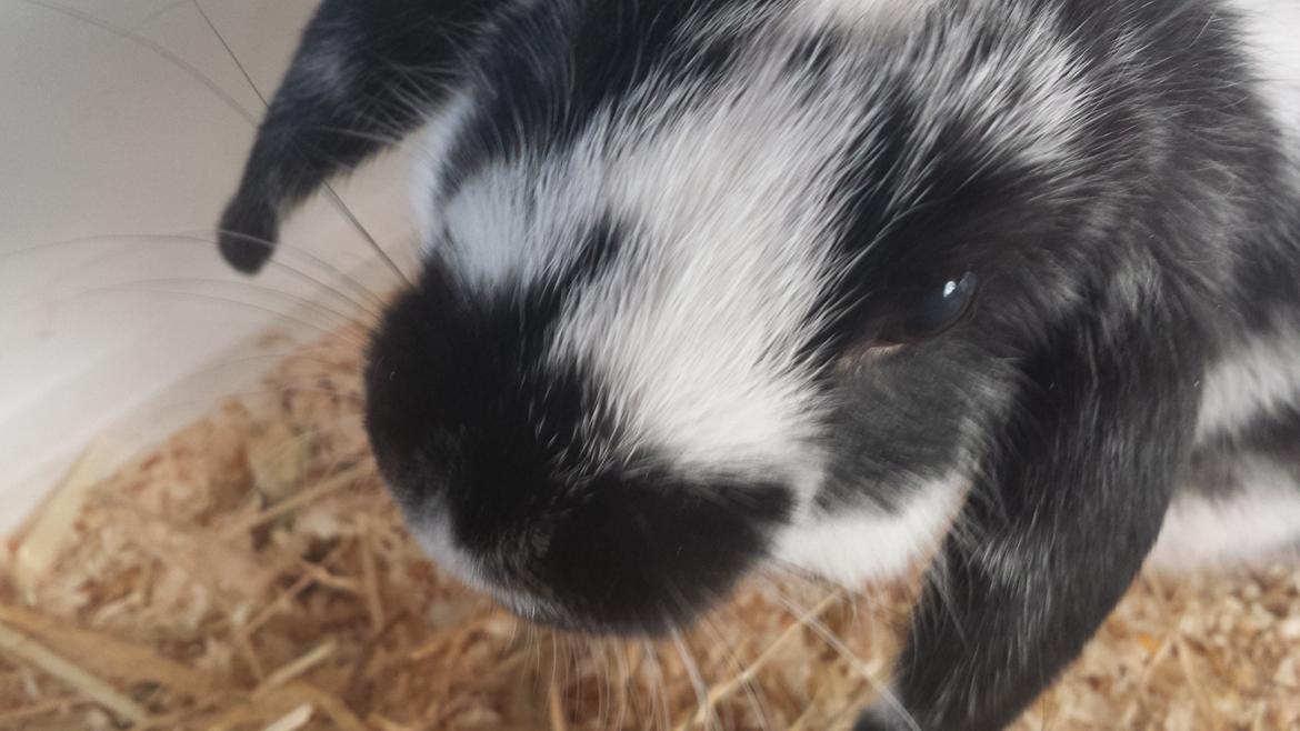 Kanin Dværgkanin Sweety [Min Bamse] billede 1