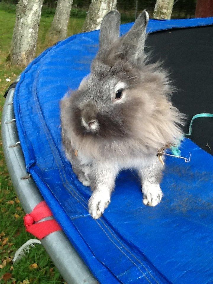 Kanin Gl. Mosegaards Gine  billede 9