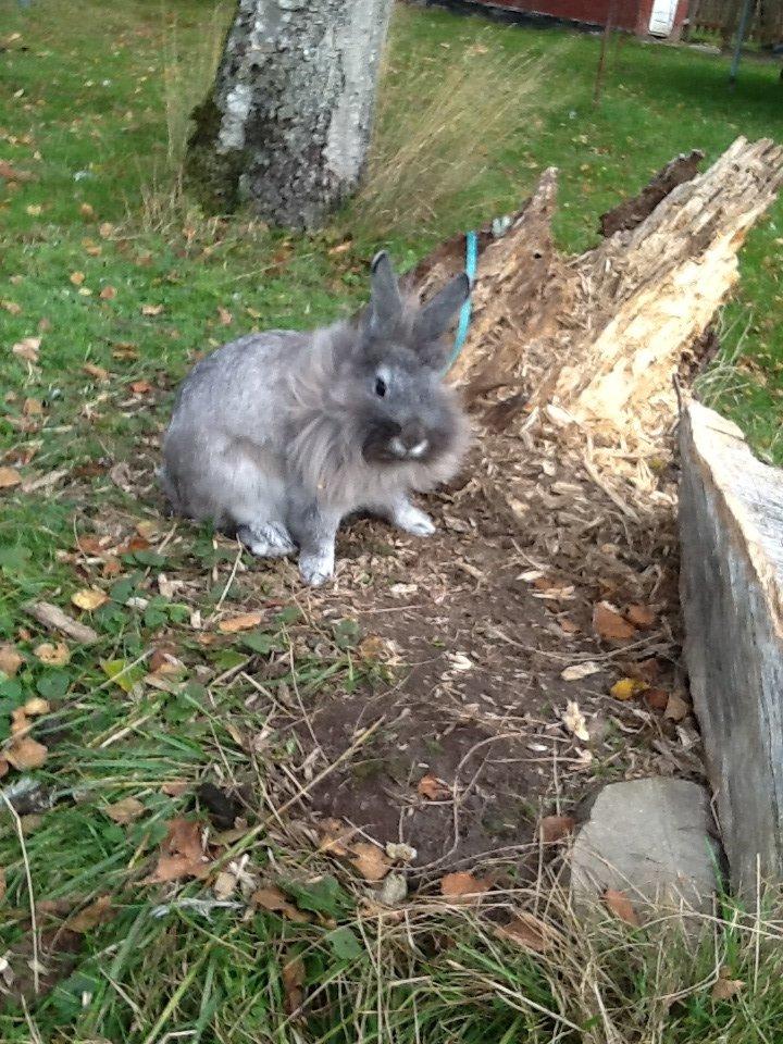 Kanin Gl. Mosegaards Gine  billede 8