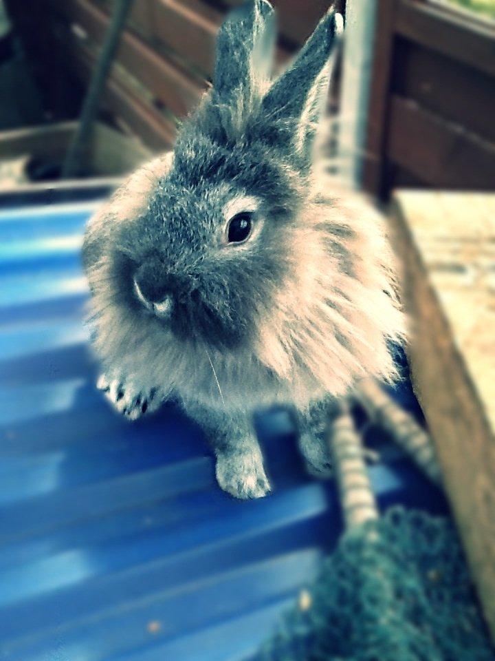 Kanin Gl. Mosegaards Gine  billede 7