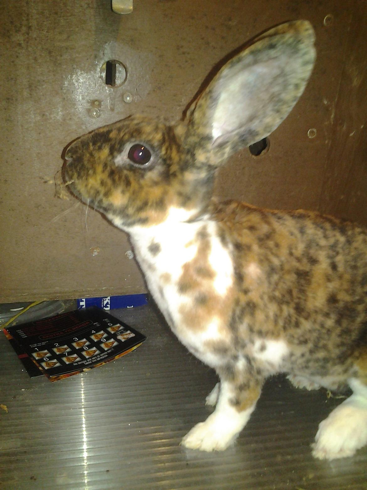 Kanin Stevie billede 1