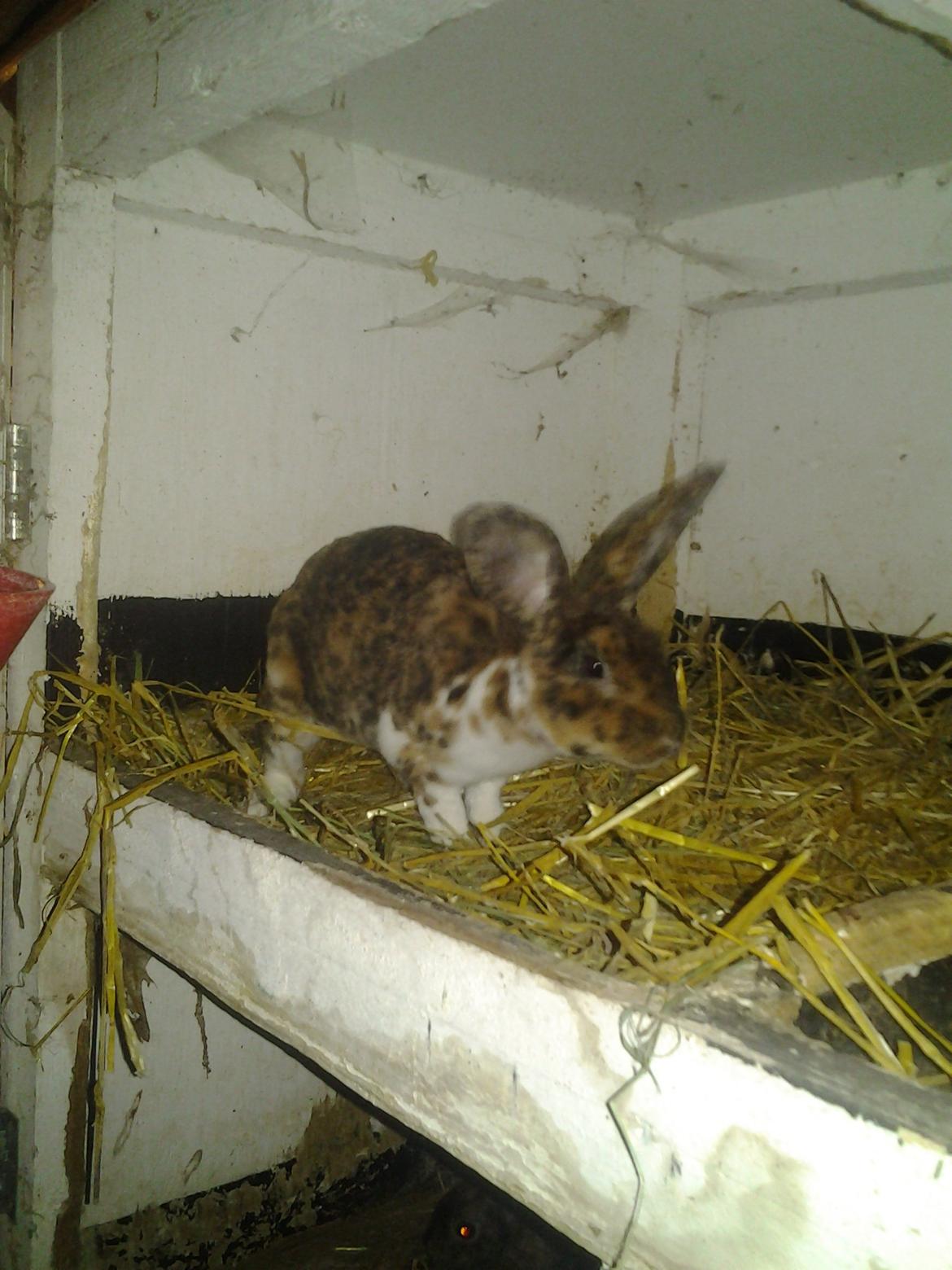 Kanin Stevie billede 2