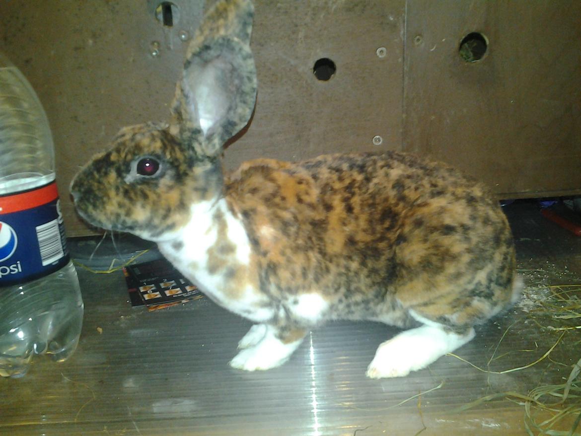 Kanin Stevie billede 3