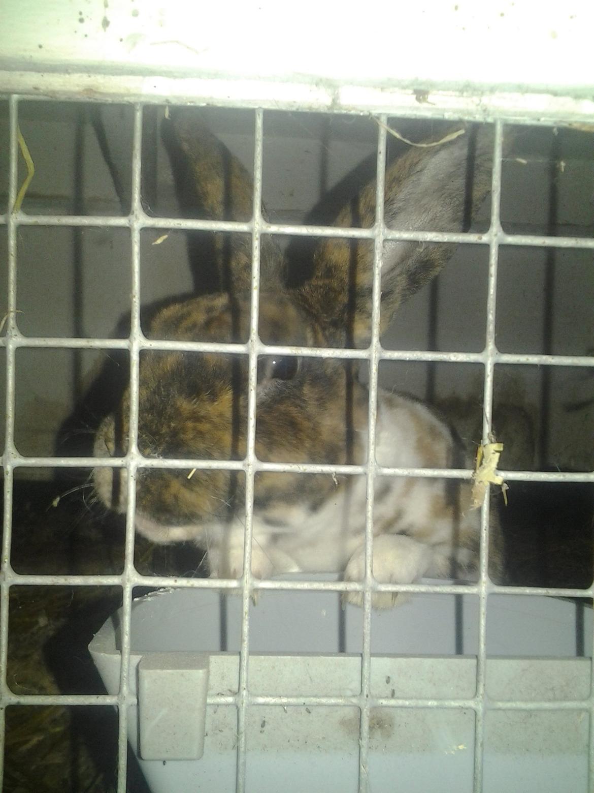 Kanin Stevie billede 4