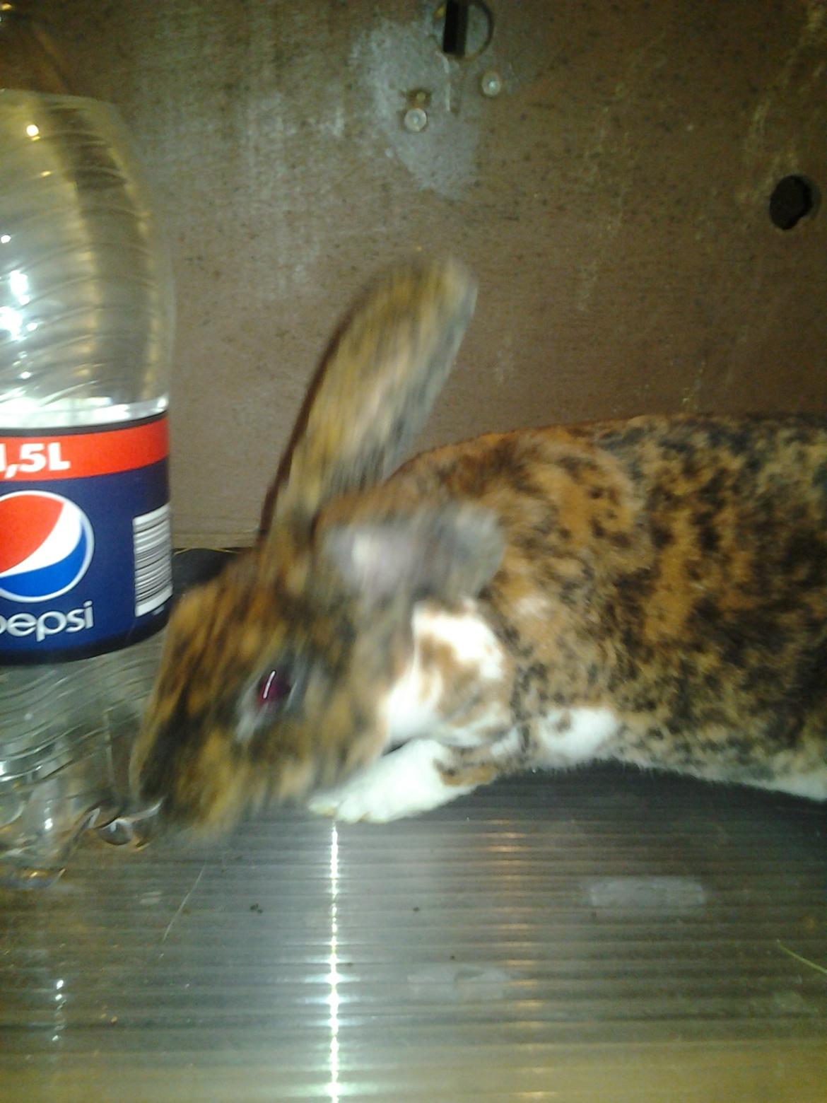 Kanin Stevie billede 5