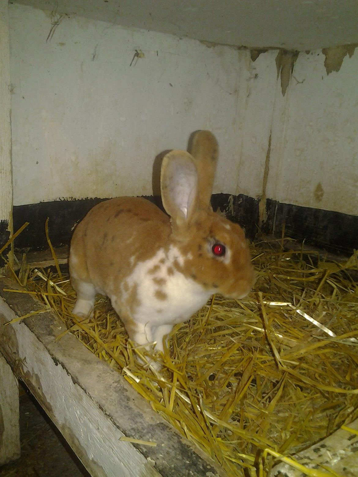 Kanin Odette billede 1