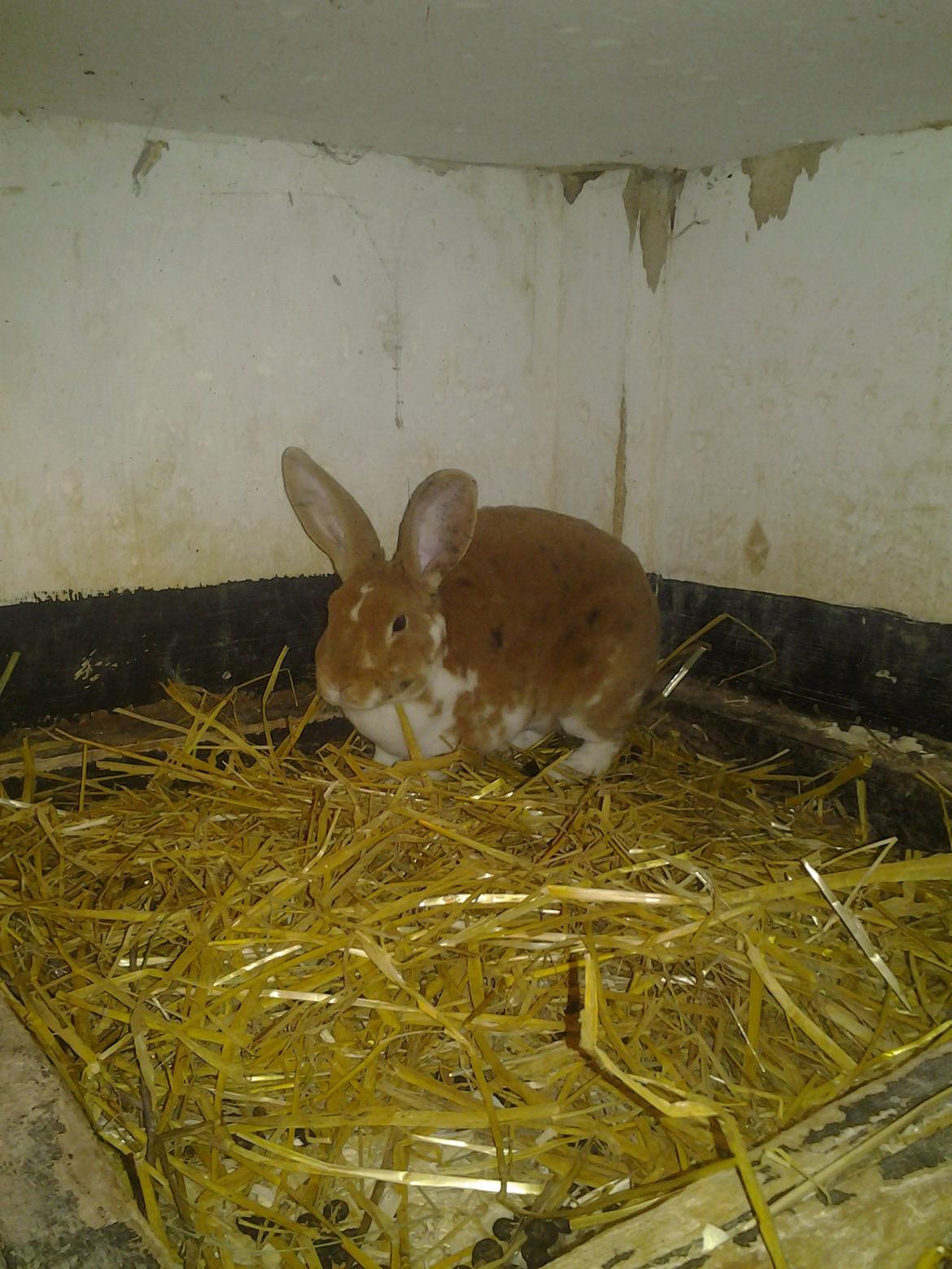 Kanin Odette billede 2