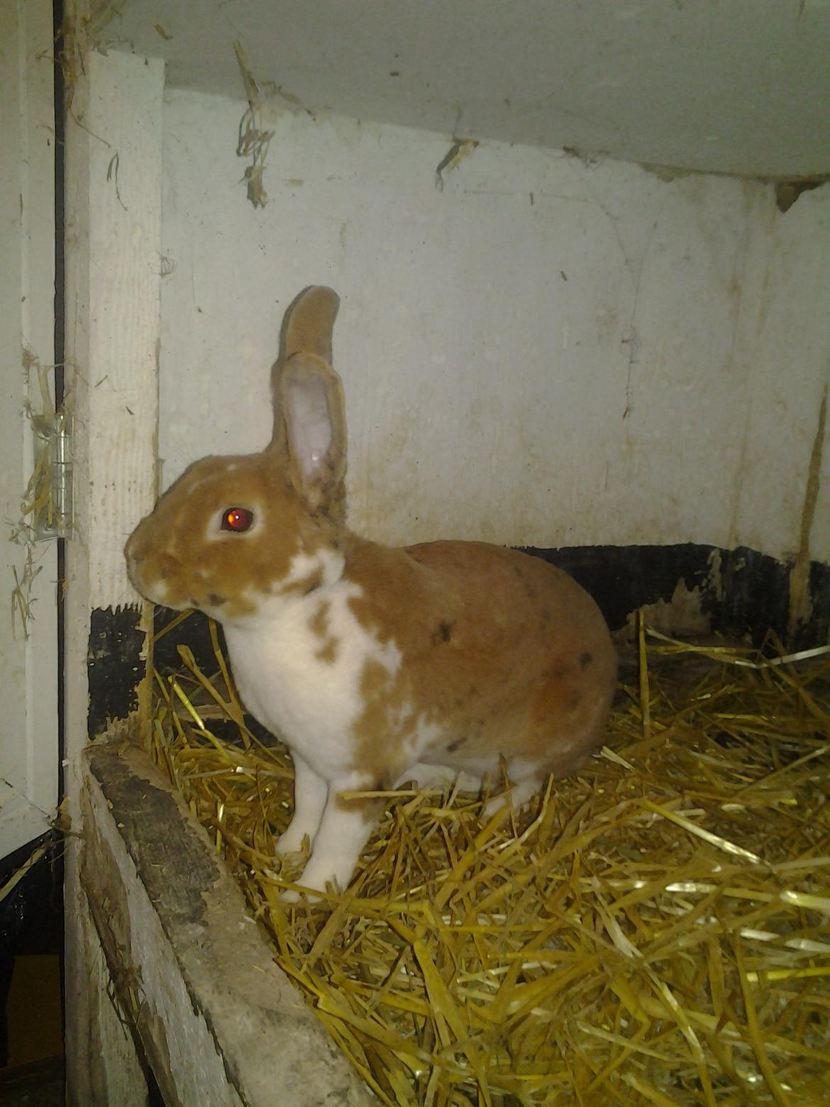 Kanin Odette billede 3