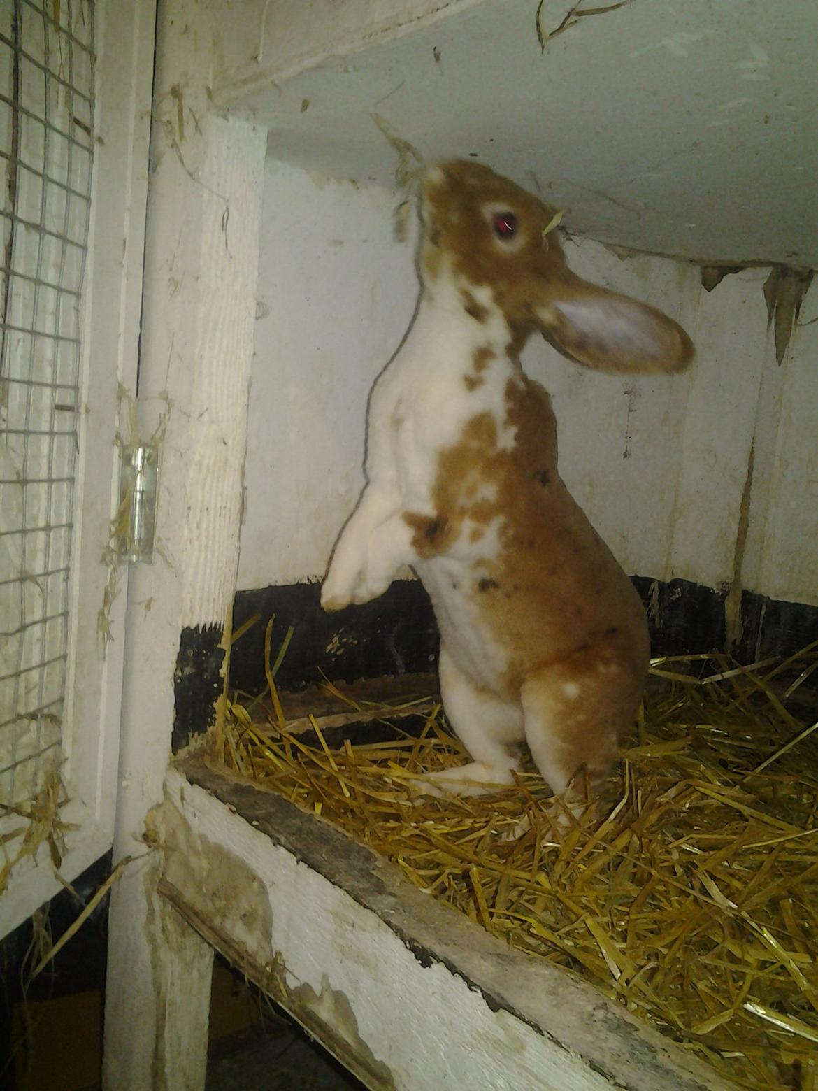 Kanin Odette billede 4