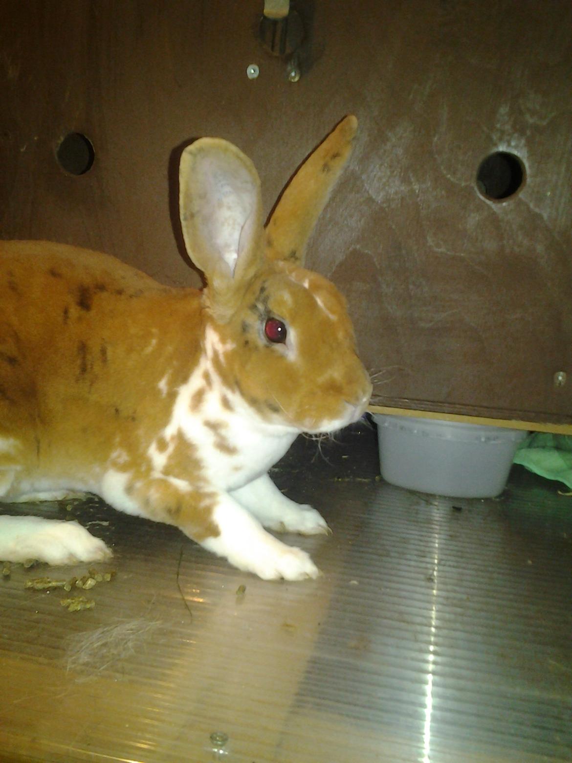 Kanin Odette billede 5