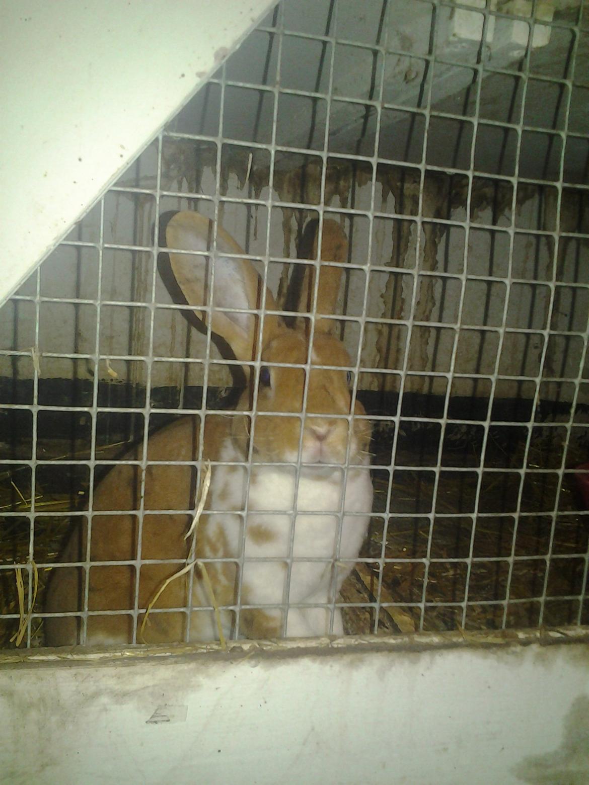 Kanin Odette billede 6