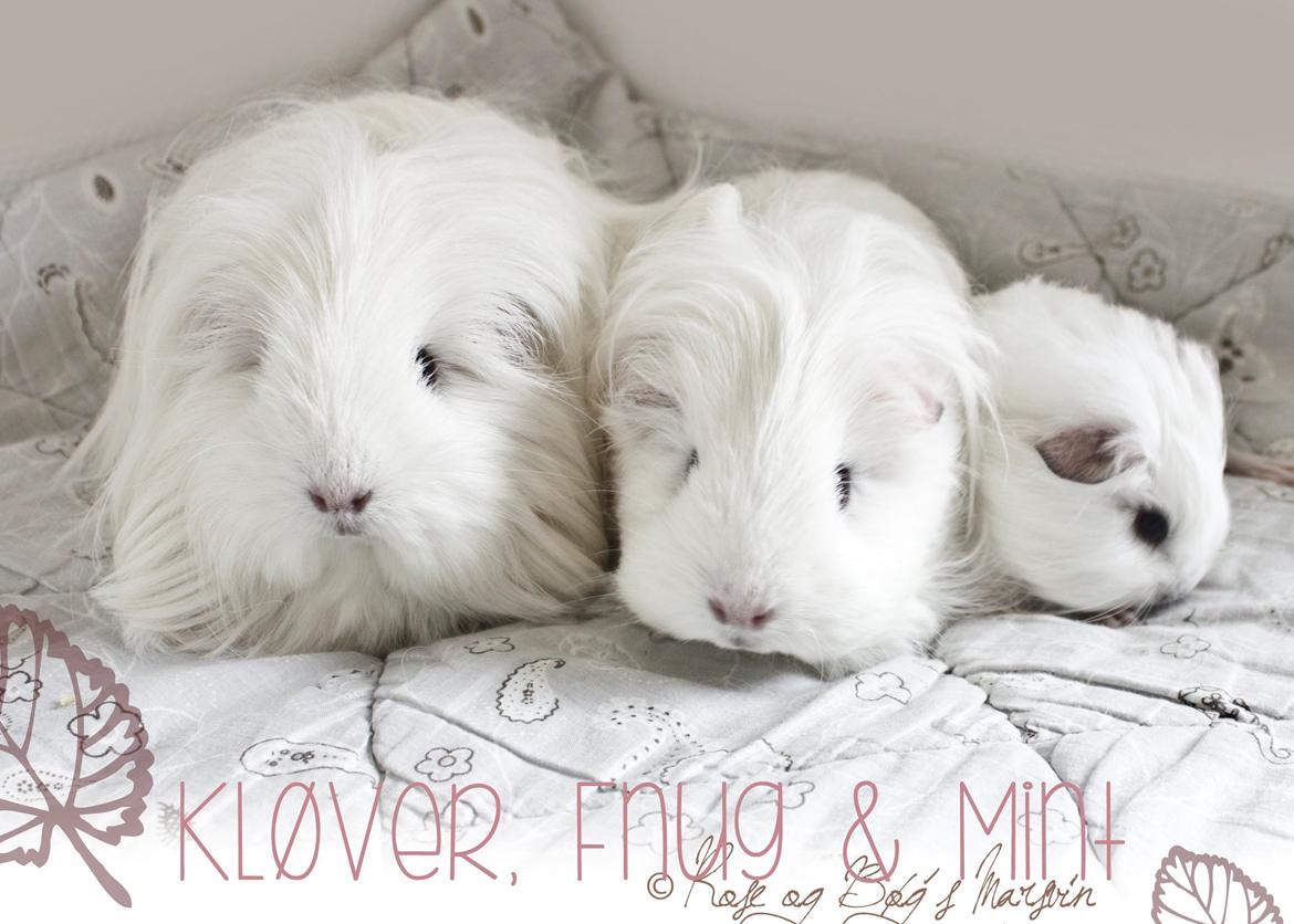 Marsvin Rose og Bøg's Fnug - 3 generationer af DE White sheltie piger: Mormor Kløver, Mor Fnug og Datter Mint <3 Oktober 2013 billede 2