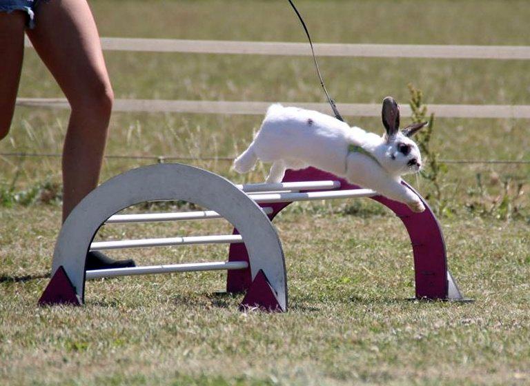 Kanin Winds Giyan billede 28