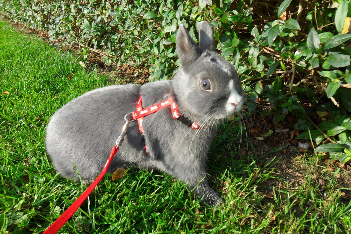 Kanin Ahrenkiels Lullaby(hermlin) - lille lulle ude og gå  billede 7