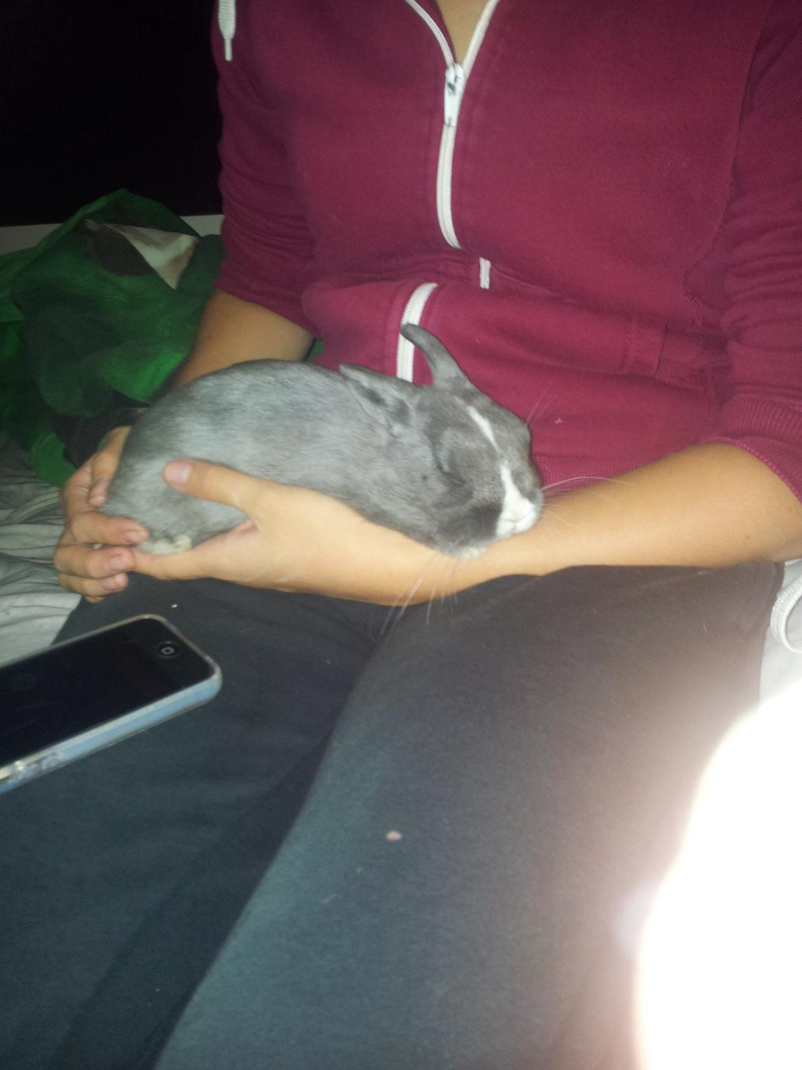 Kanin Ahrenkiels Lullaby(hermlin) billede 8