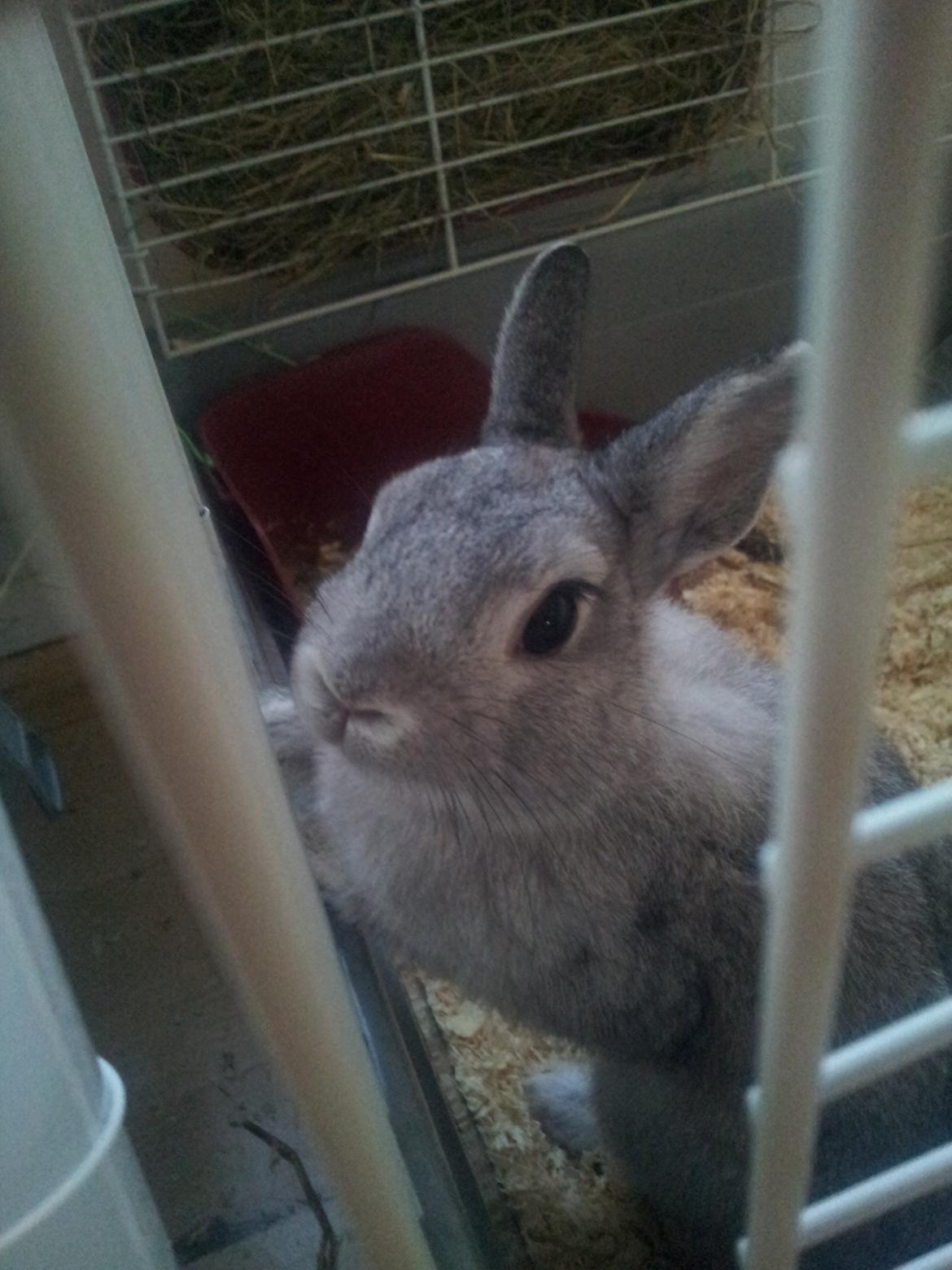 Kanin Ahrenkiels Ninka billede 21