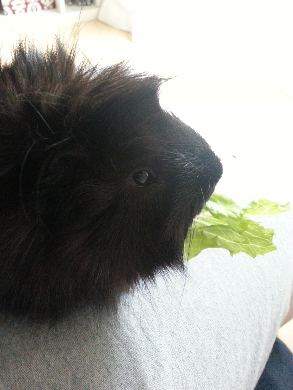 Marsvin Arne billede 1