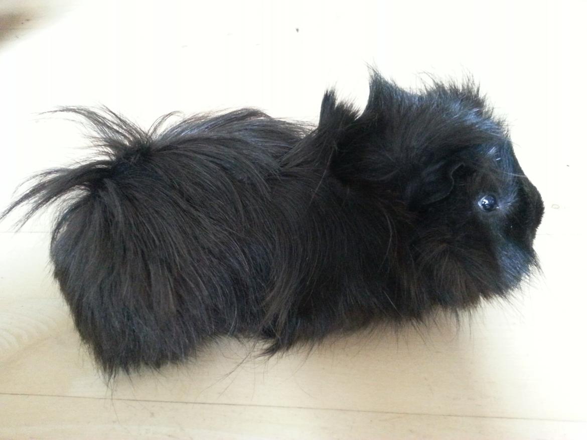 Marsvin Arne billede 2