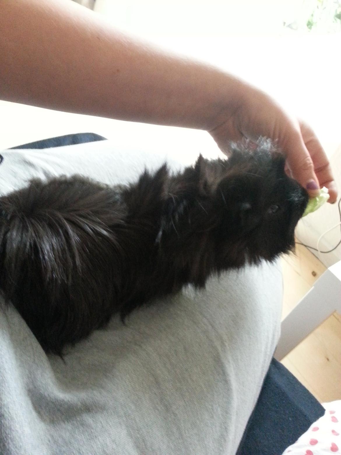 Marsvin Arne billede 3