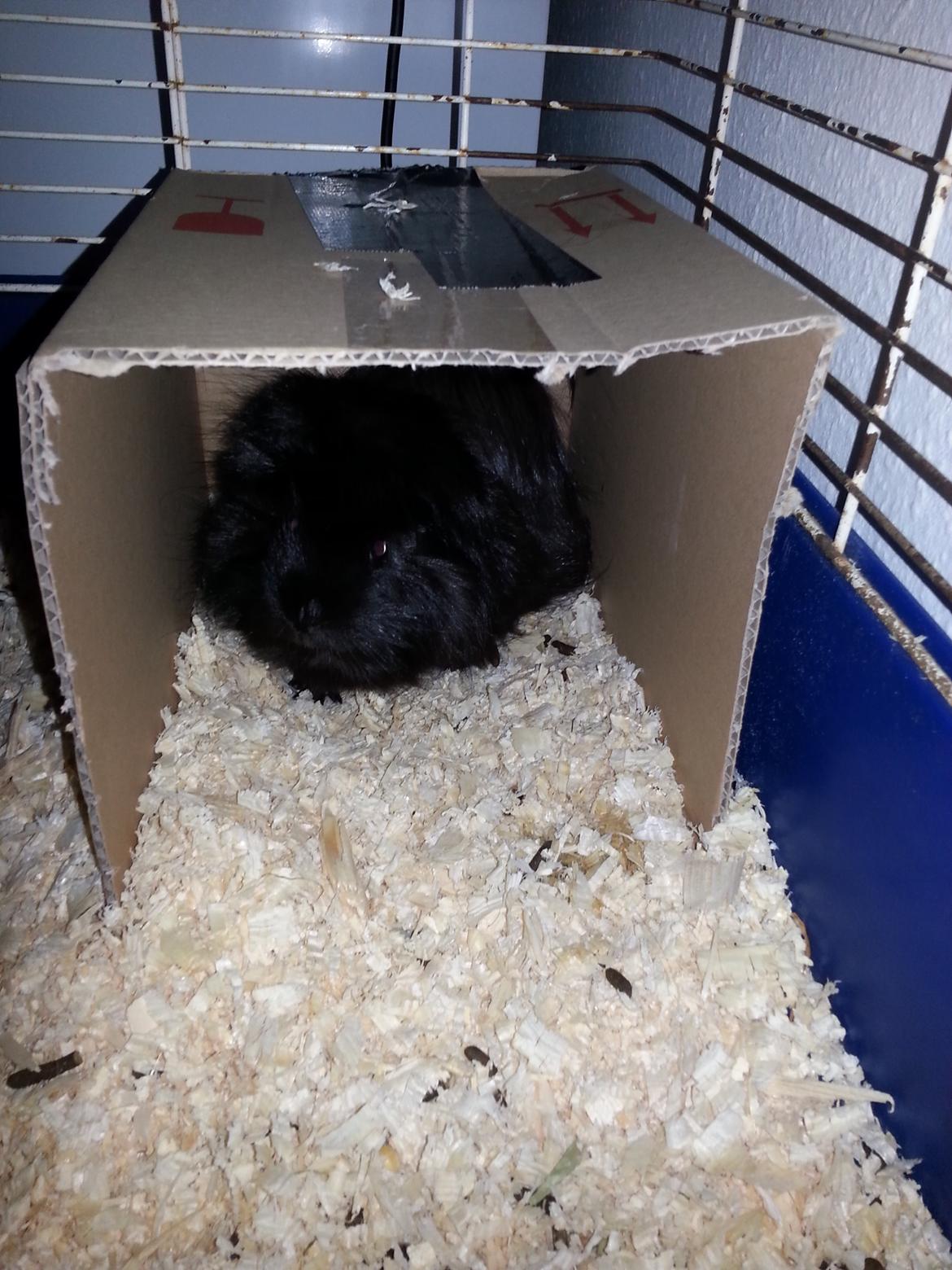 Marsvin Arne billede 4