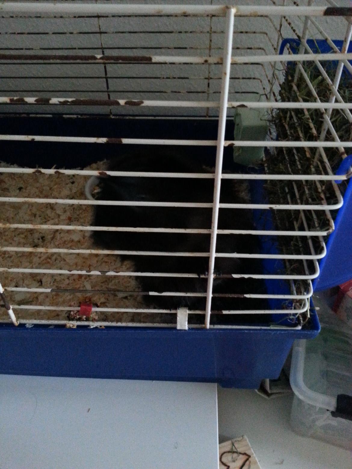 Marsvin Arne billede 5