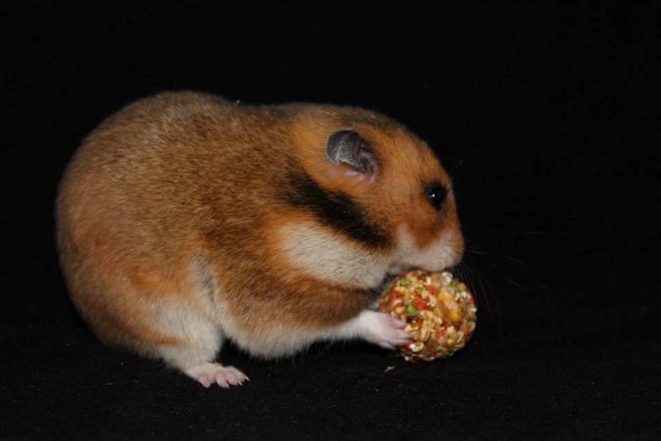 Hamster Champ. Lindes Reykjavik billede 8