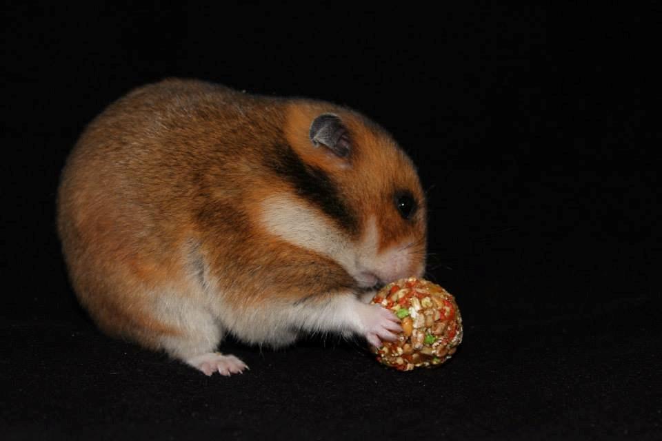 Hamster Champ. Lindes Reykjavik billede 9