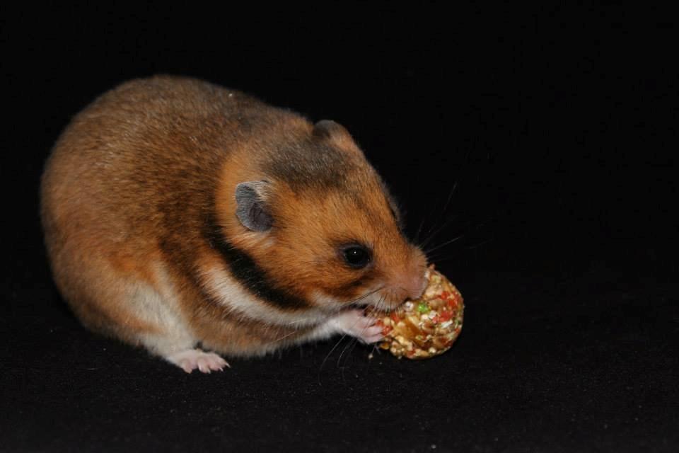 Hamster Champ. Lindes Reykjavik billede 10