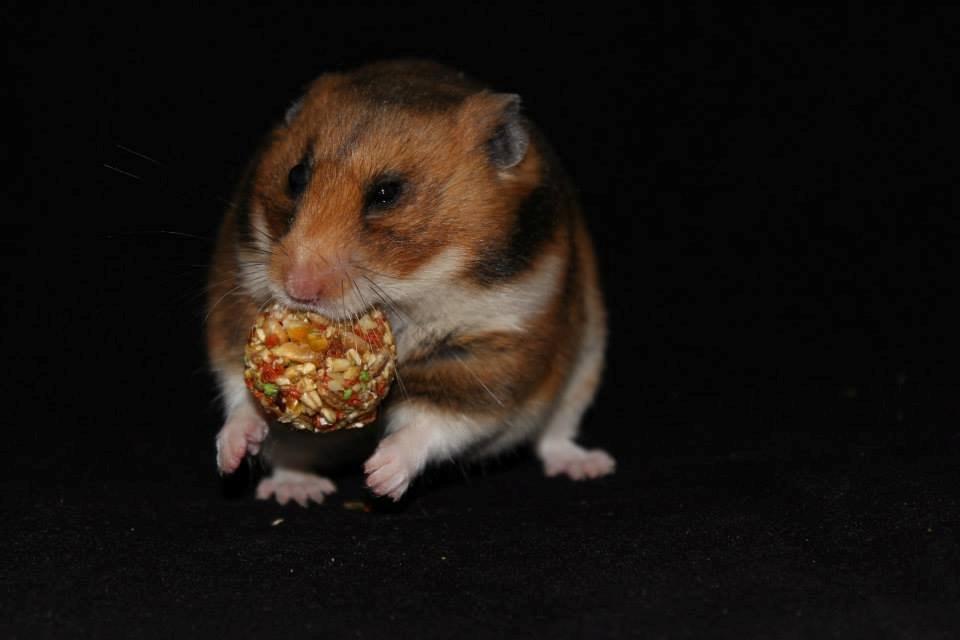 Hamster Champ. Lindes Reykjavik billede 11