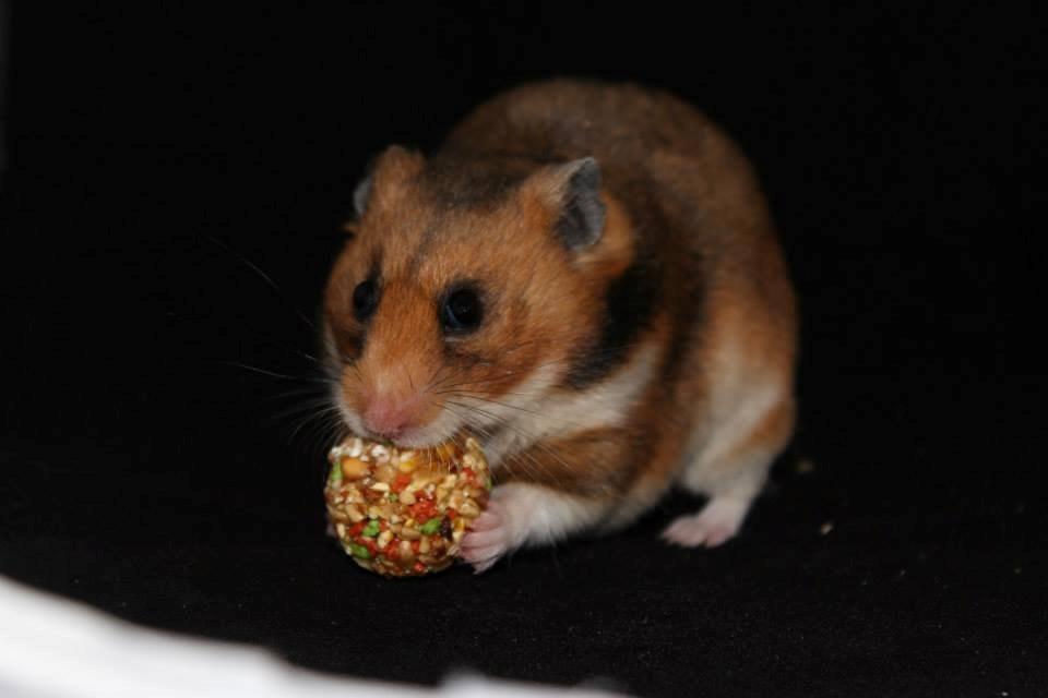 Hamster Champ. Lindes Reykjavik billede 12