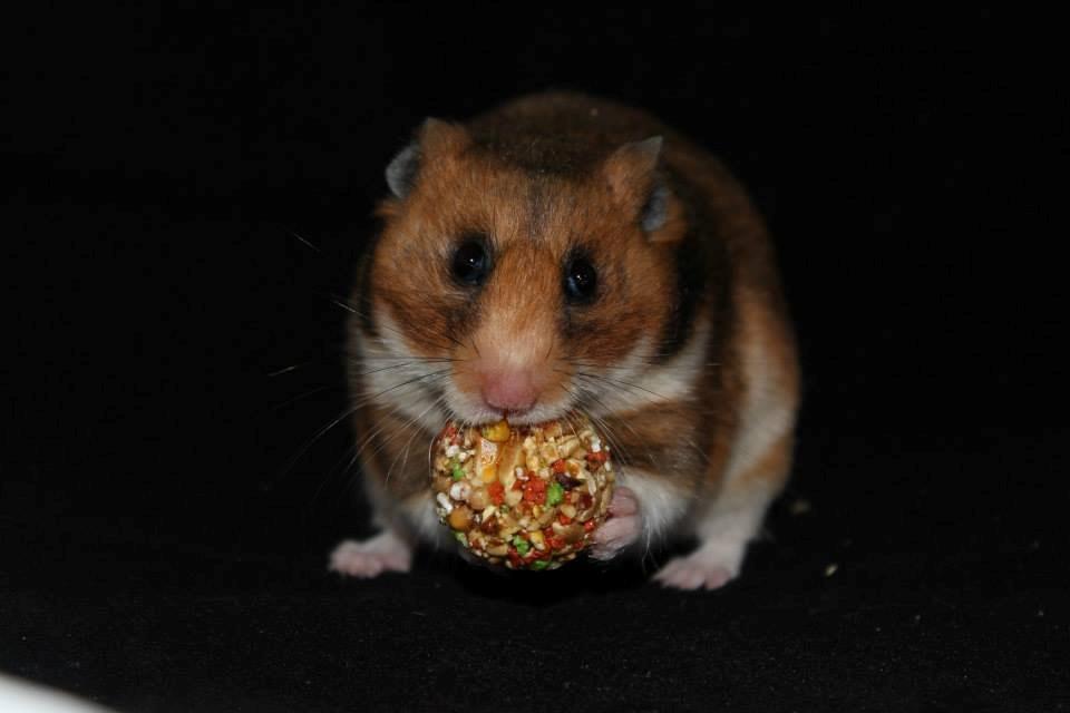 Hamster Champ. Lindes Reykjavik billede 13