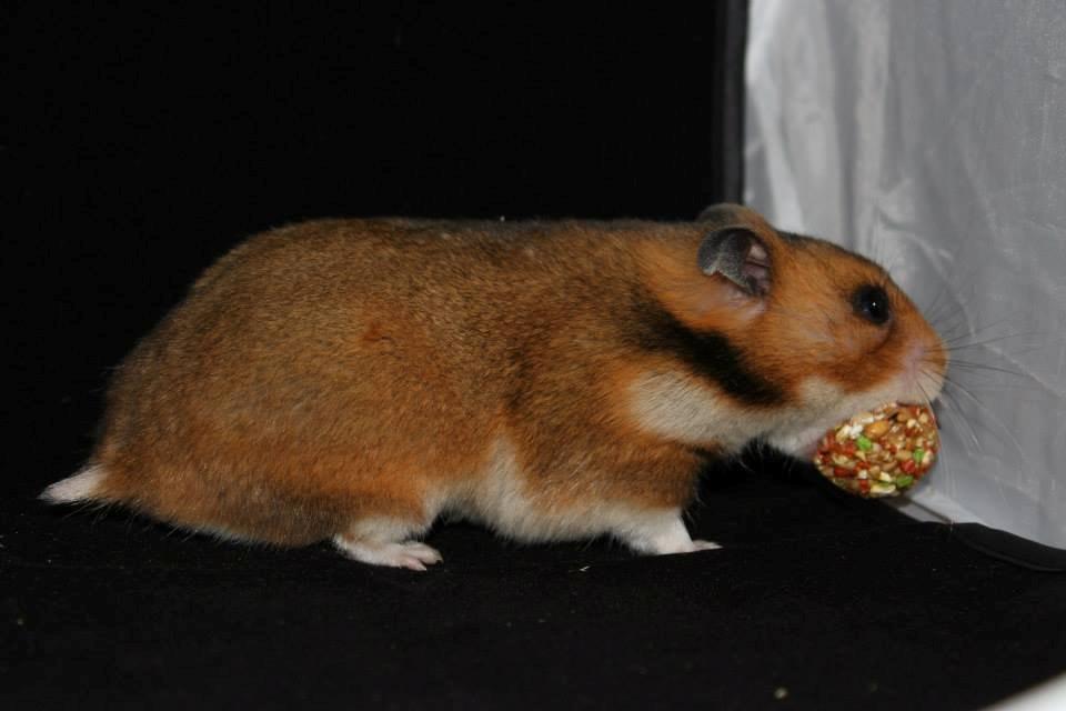 Hamster Champ. Lindes Reykjavik billede 14