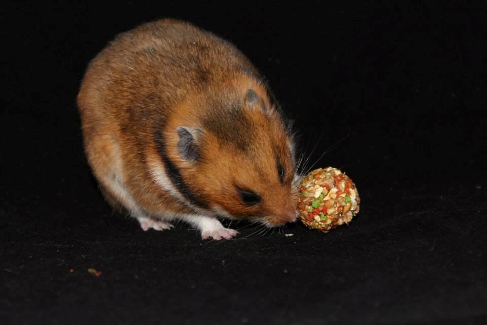 Hamster Champ. Lindes Reykjavik billede 15