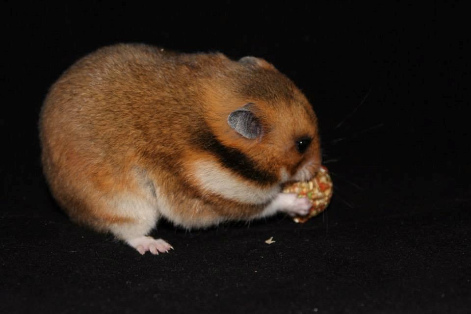 Hamster Champ. Lindes Reykjavik billede 16