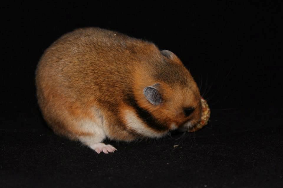 Hamster Champ. Lindes Reykjavik billede 17