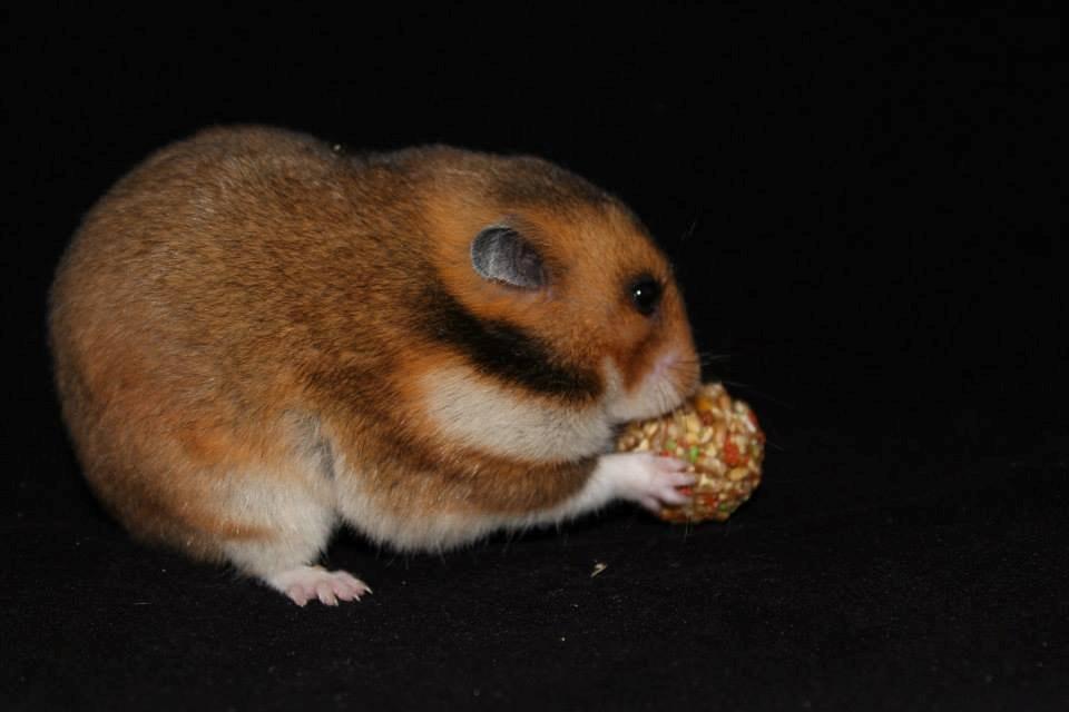 Hamster Champ. Lindes Reykjavik billede 18
