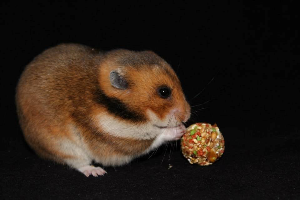 Hamster Champ. Lindes Reykjavik billede 19