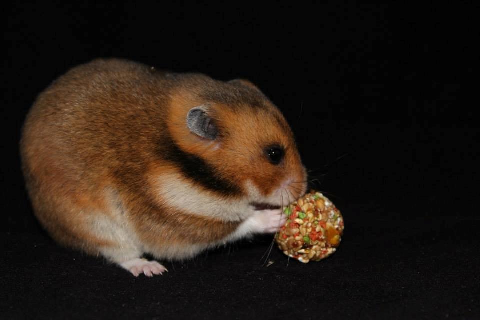 Hamster Champ. Lindes Reykjavik billede 20