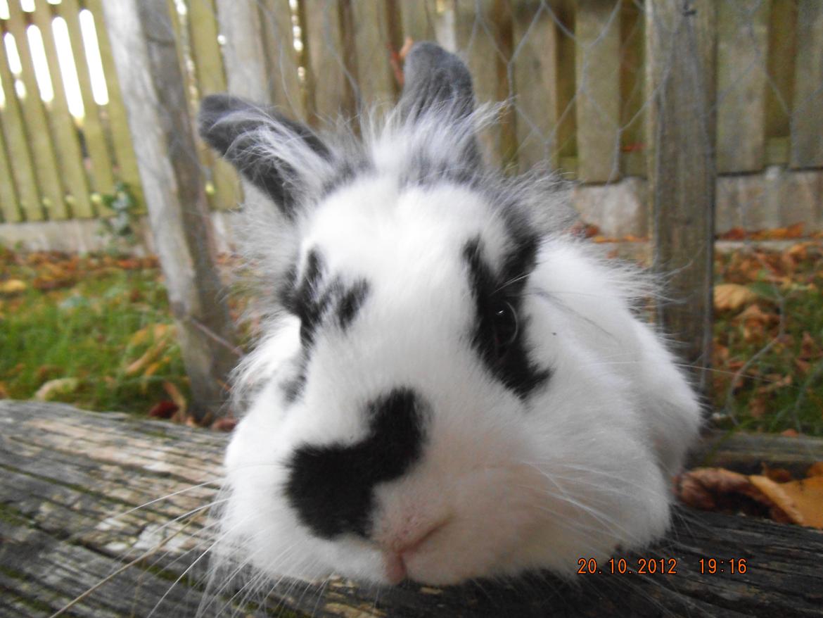 Kanin Lindholms Dobby billede 9