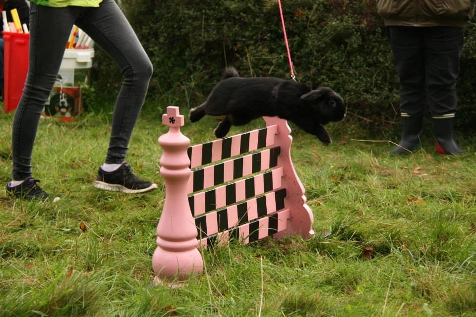 Kanin Wraae's Raiders Of The Lost Ark - Foto - Maria Gadkjær billede 3