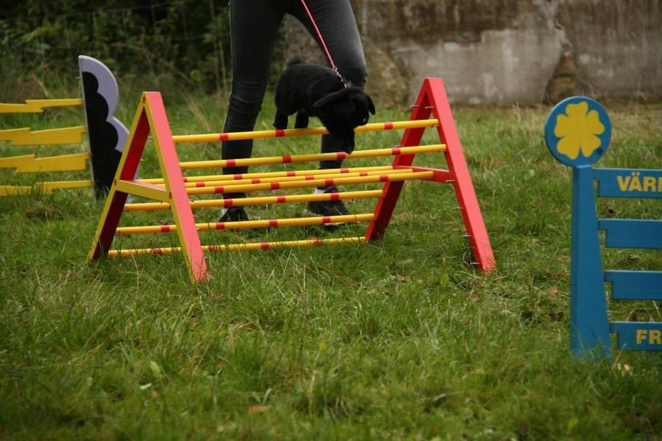 Kanin Wraae's Raiders Of The Lost Ark - Foto - Maria Gadkjær billede 6