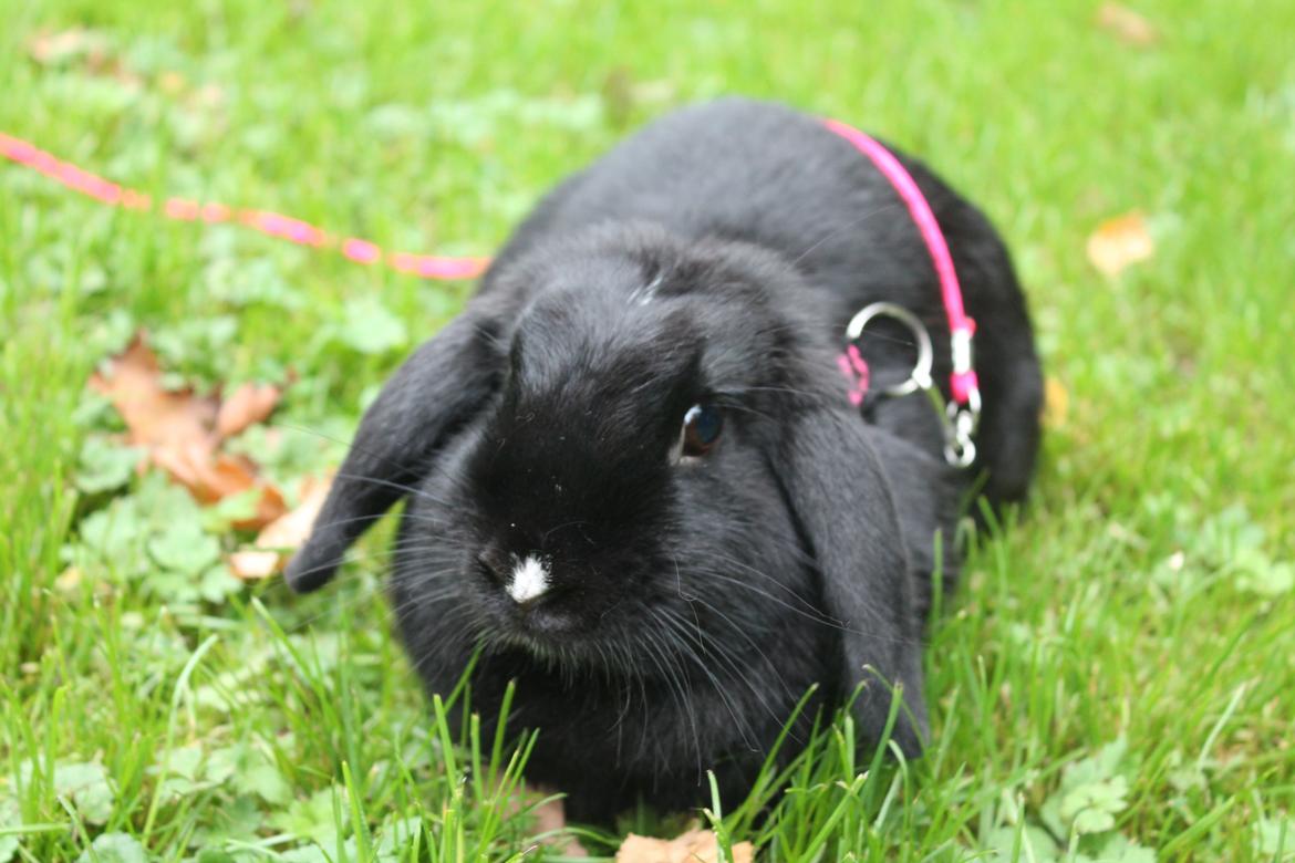 Kanin Wraae's Raiders Of The Lost Ark - Foto - Mig billede 2