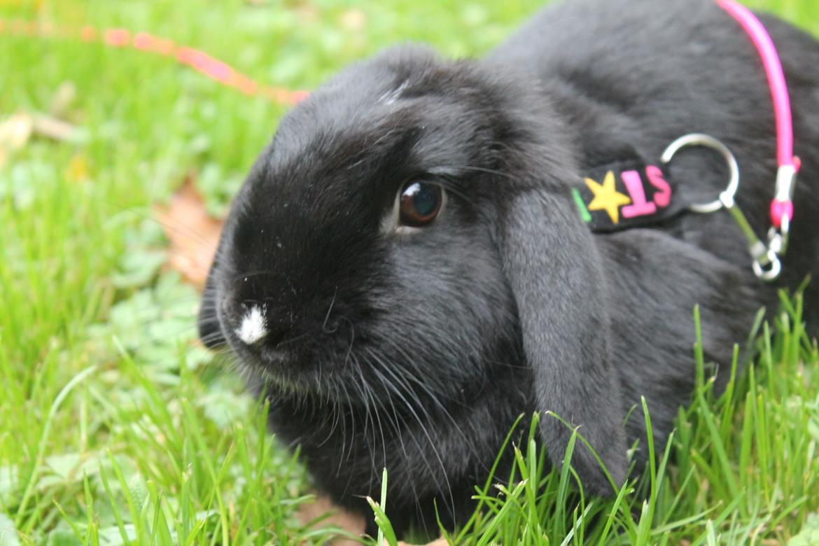 Kanin Wraae's Raiders Of The Lost Ark - Foto - Mig billede 1