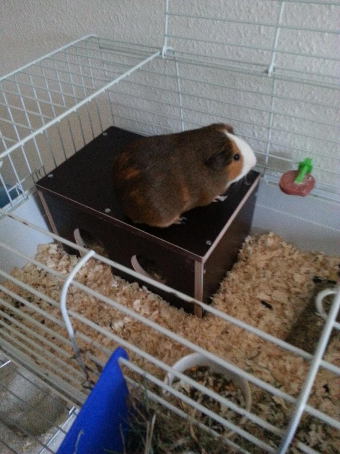 Marsvin Uffe billede 1