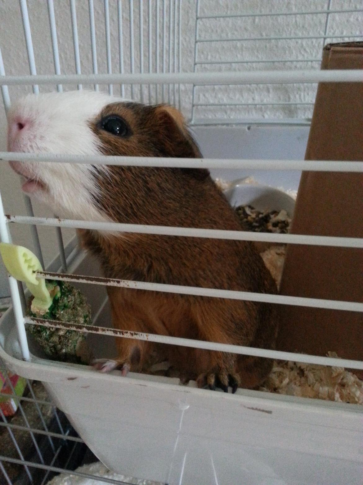 Marsvin Uffe billede 2