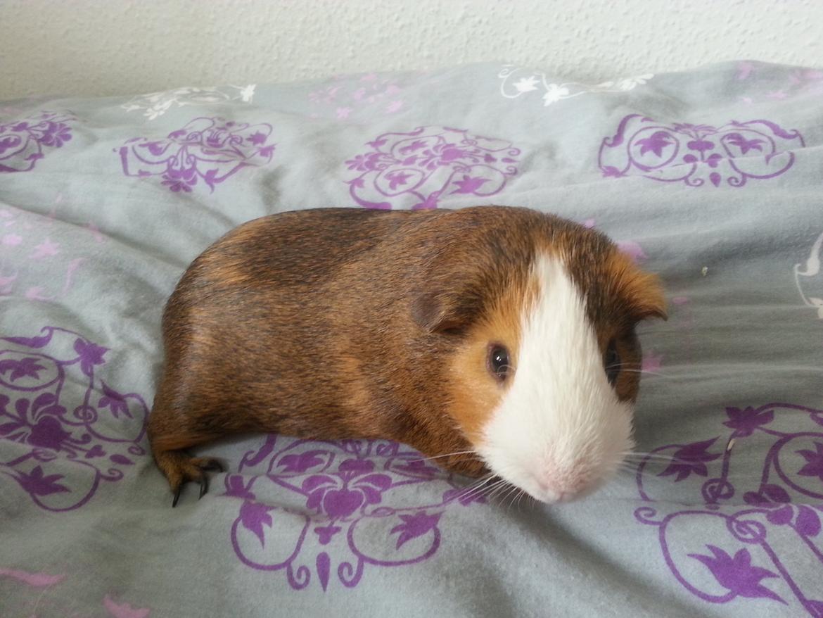 Marsvin Uffe billede 3