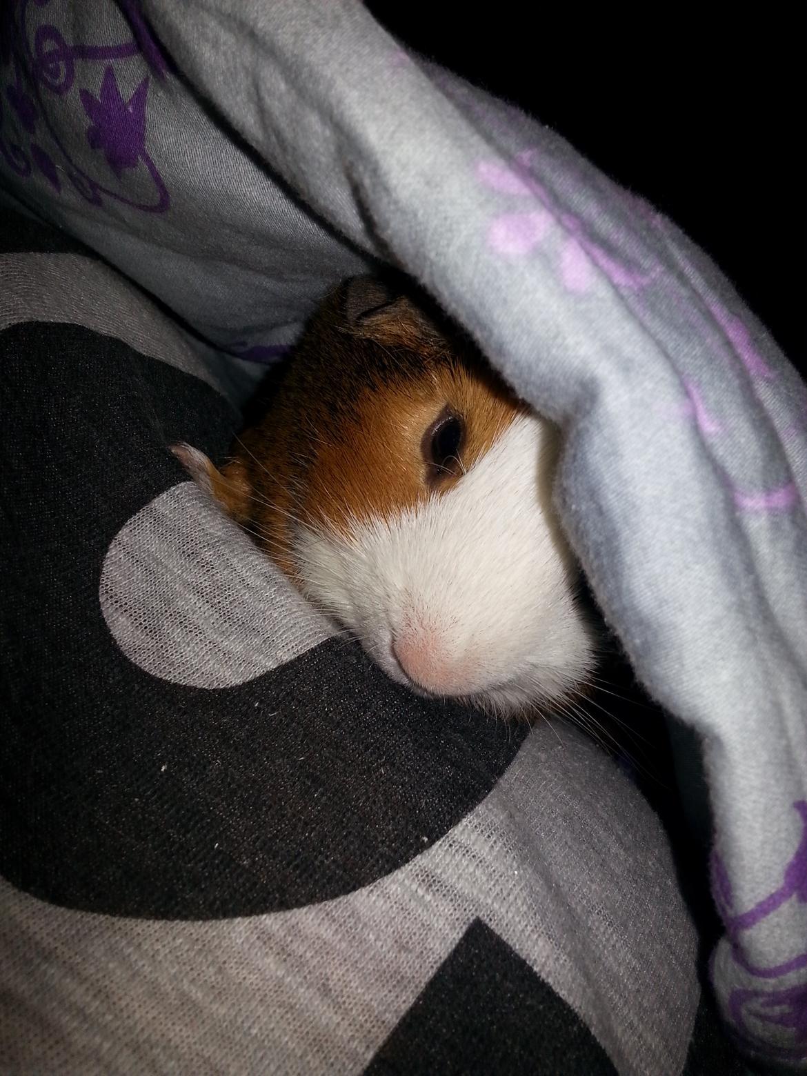 Marsvin Uffe billede 4